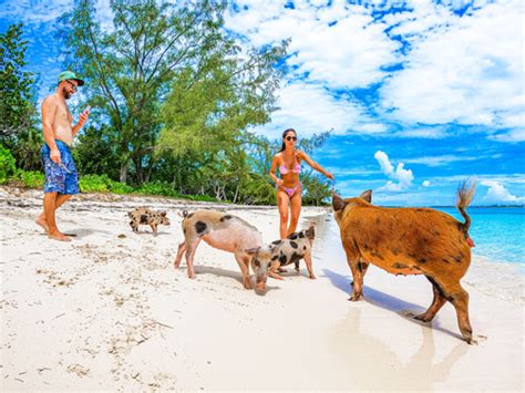 Nassau Pearl Island Swimming with Pigs Excursion